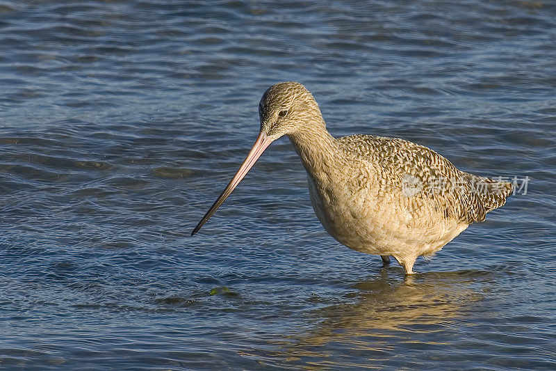 大理石雕塍鹬(Limosa fedoa)是一种大型迁徙滨鸟，属于鹬科。酒窖湾,加利福尼亚州;Scolopacidae鸻形目。